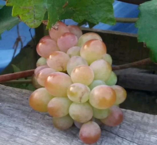 Lira_Grape_লিরা_আঙ্গুর