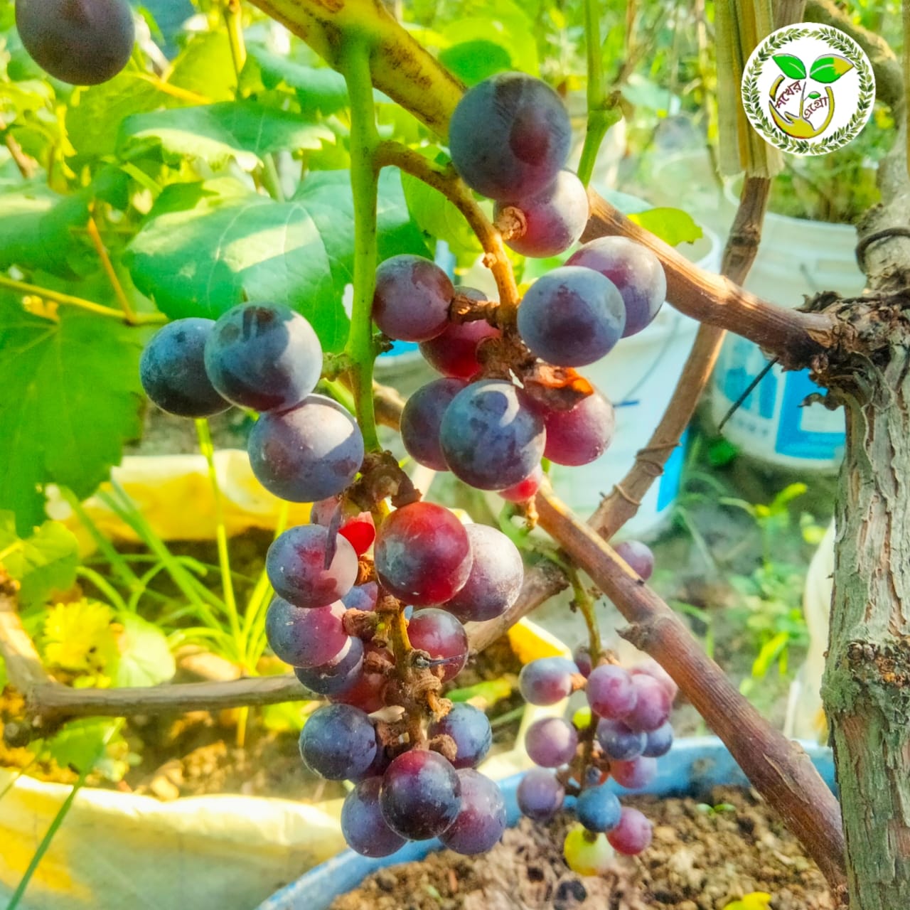 Muscat Blue Grape মাসকট ব্লু আঙ্গুর চারা Muscat Blue Grape মাসকট ব্লু আঙ্গুর চারা