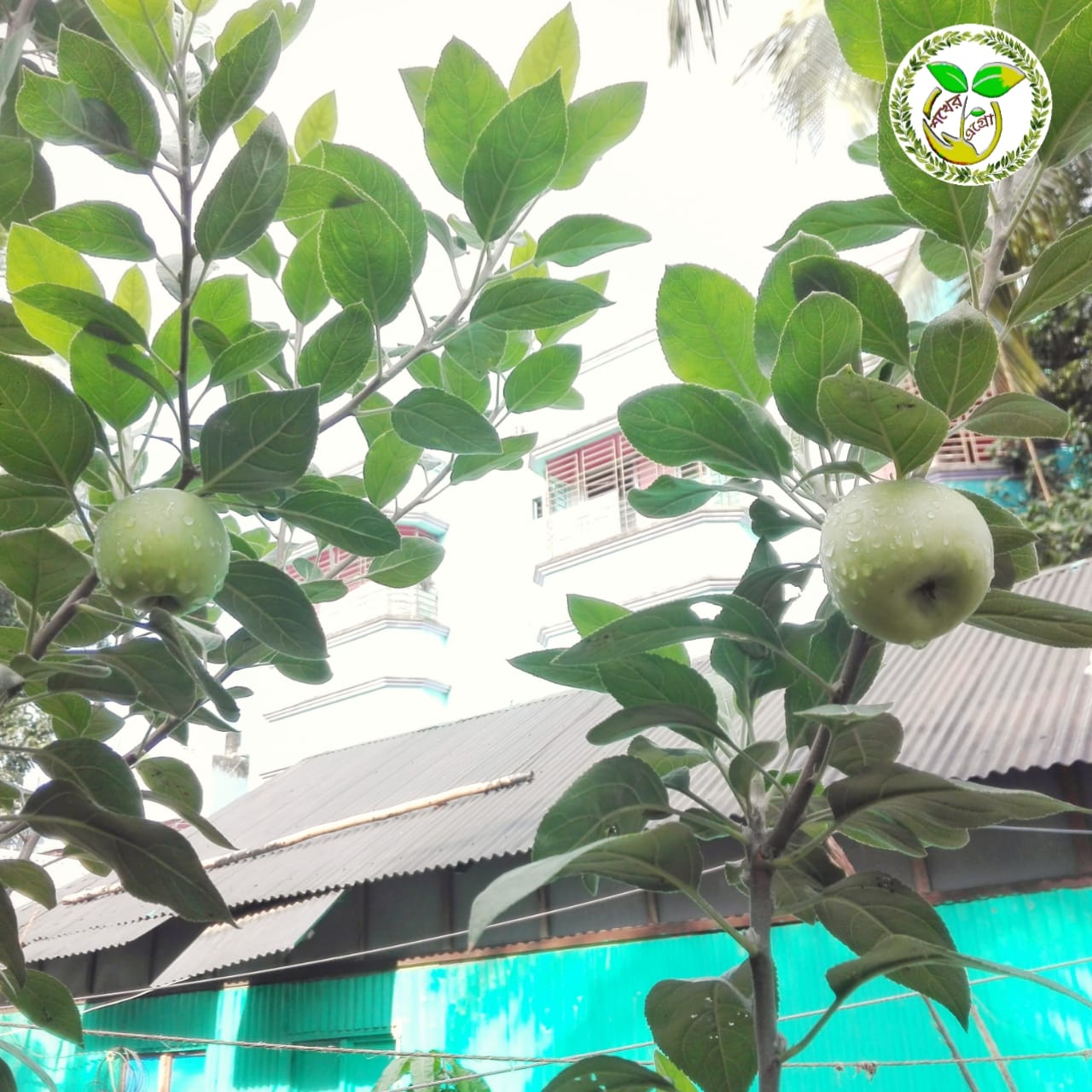 সামার গ্রীন আপেল Summer Green Apple