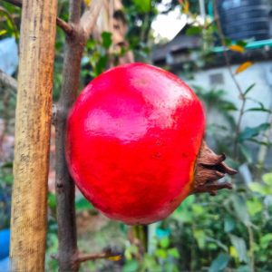 Parfianka-pomegranate-পার্ফিয়াঙ্কা-আনার