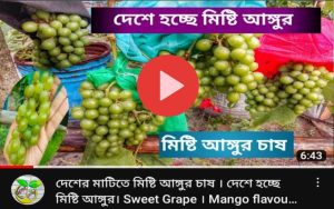 সবুজ মিষ্টি আঙ্গুর
