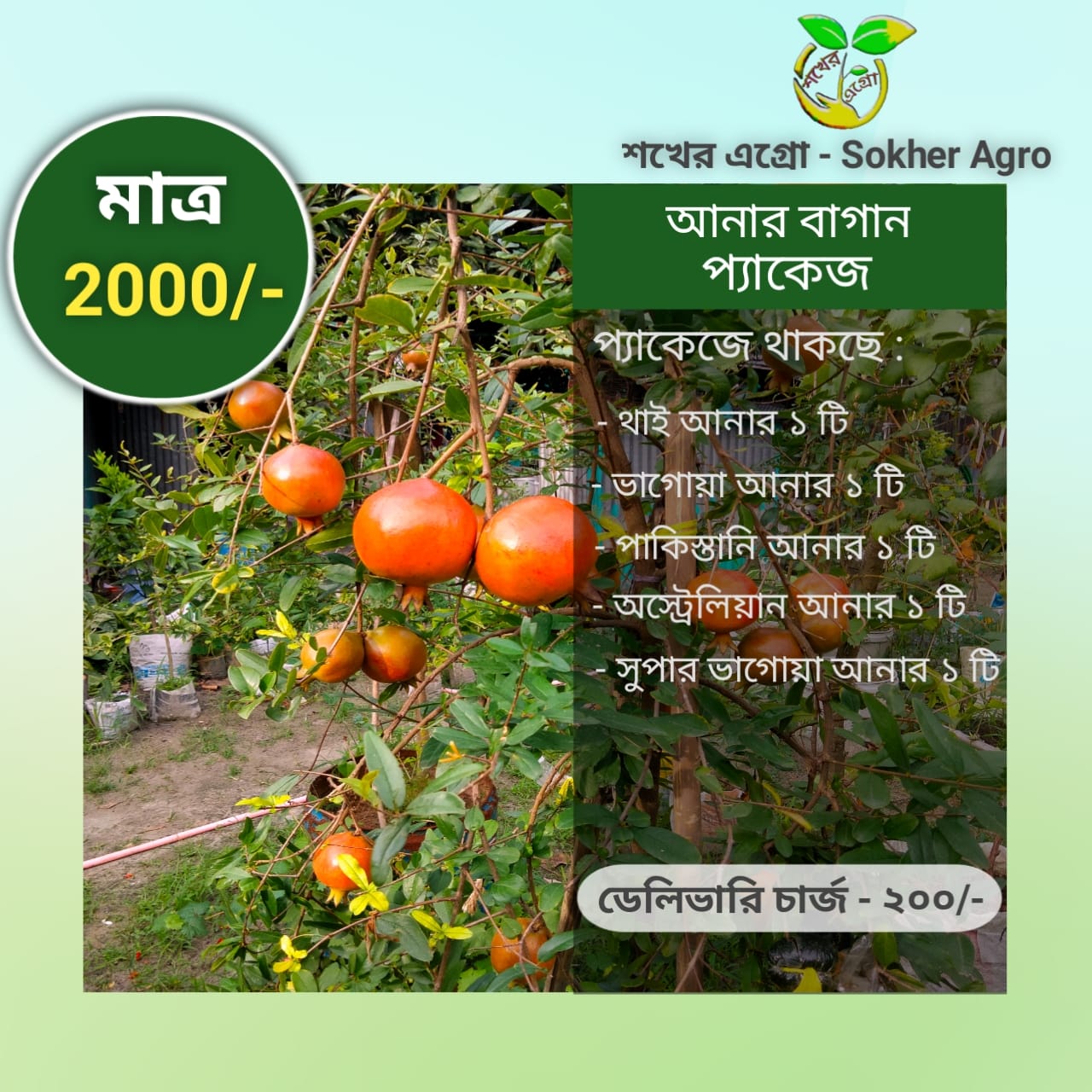 আনার প্যাকেজ শখের এগ্রো আনার বাগান প্যাকেজ