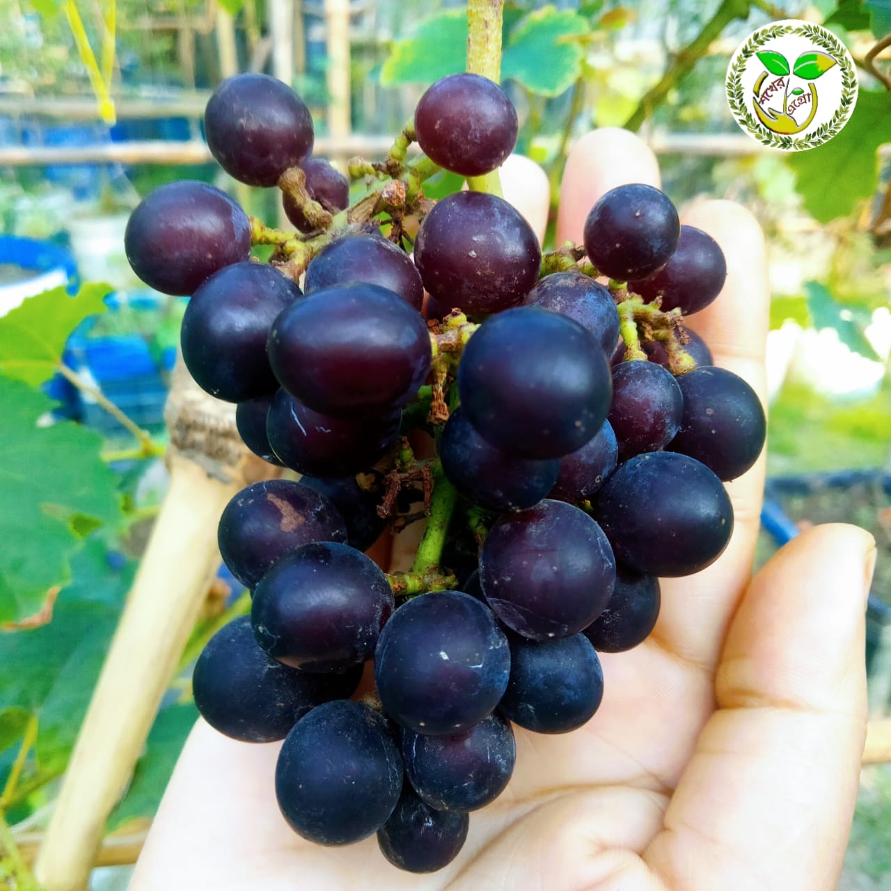 Marechal foch Grape মার্চেল ফোচ আঙ্গুর চারা Marechal foch Grape মার্চেল ফোচ আঙ্গুর চারা