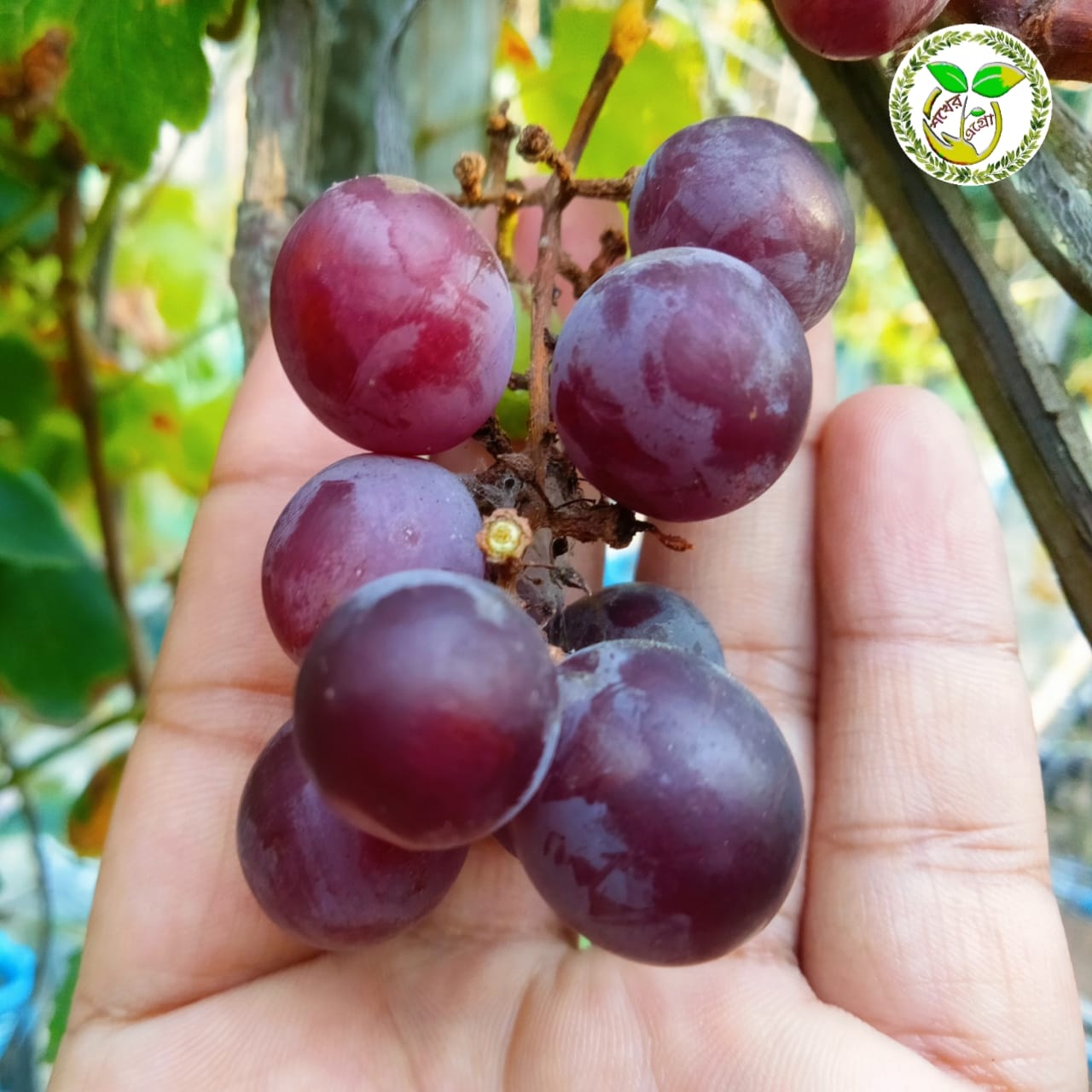 স্ট্রবেরী ফ্লেবার আঙ্গুর Strawberry Flavour grape /স্ট্রবেরী ফ্লেবার আঙ্গুর