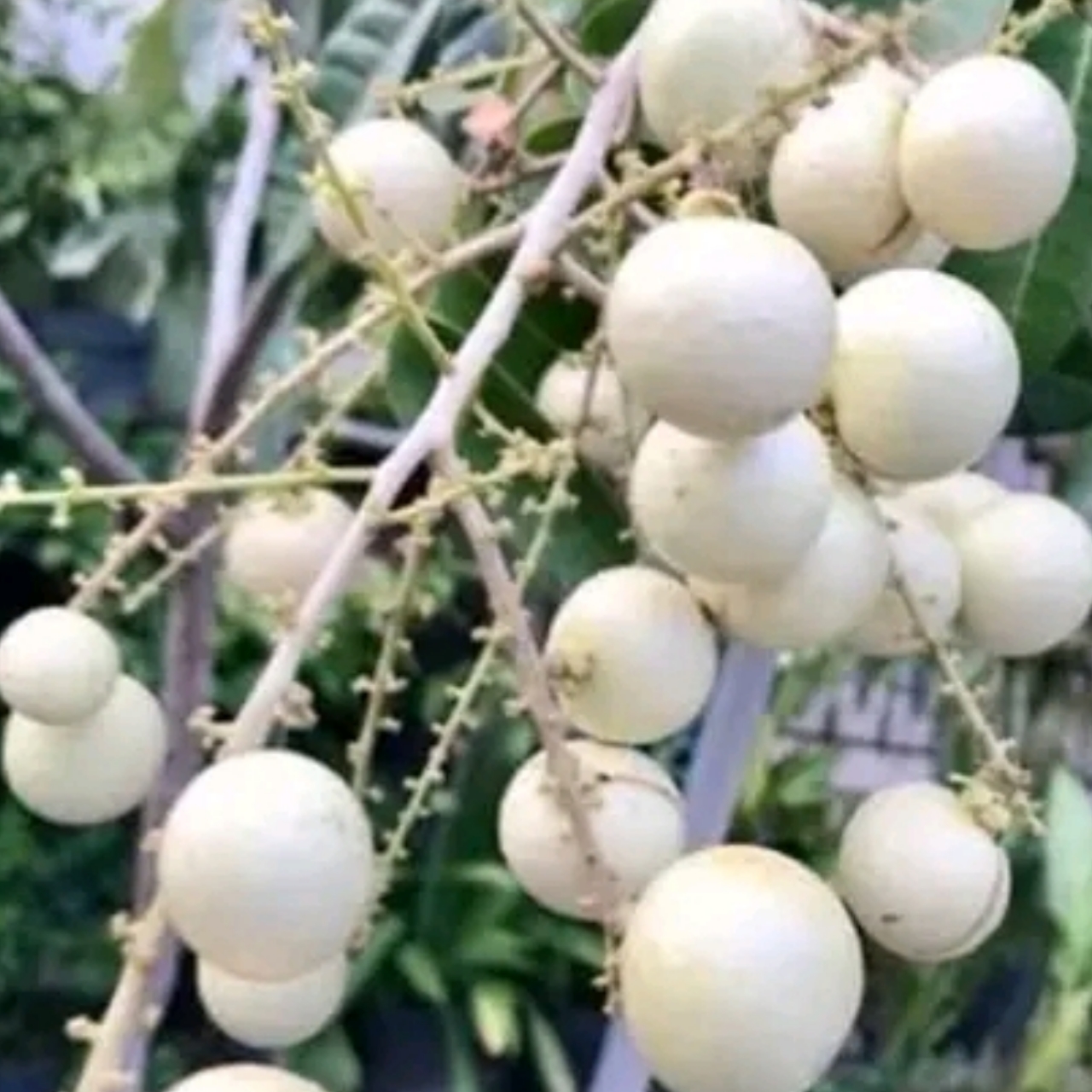 সাদা লংগান white longan সাদা লংগান white longan