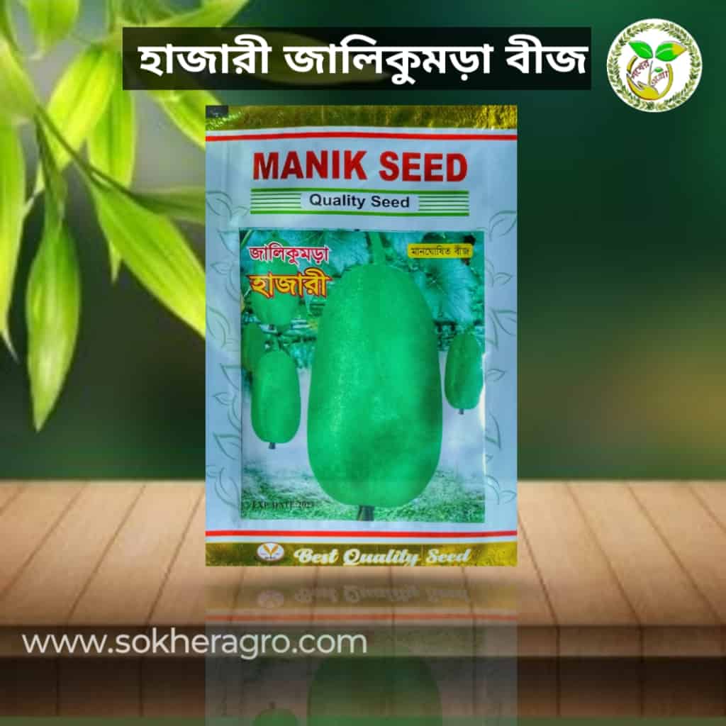 Hajari jali kumra seeds বা হাজারী জালি কুমড়া বীজ or Hajari jali komra bij Hajari jali kumra seeds বা হাজারী জালি কুমড়া বীজ or Hajari jali komra bij