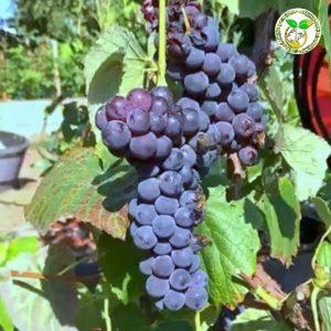 ভেনুস আঙ্গুর চারা বা venus grape tree or venus angur chara or Venera angur