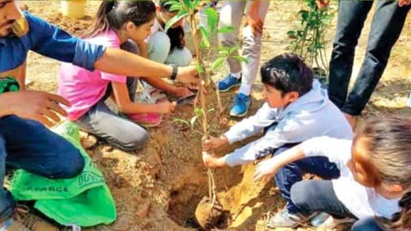 গাছ কেন মারা যায়