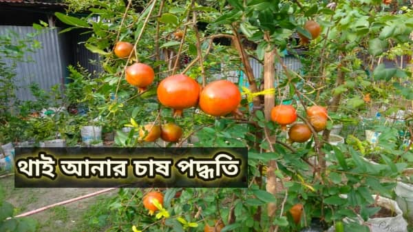 ছাদে থাই আনার চাষ পদ্ধতি