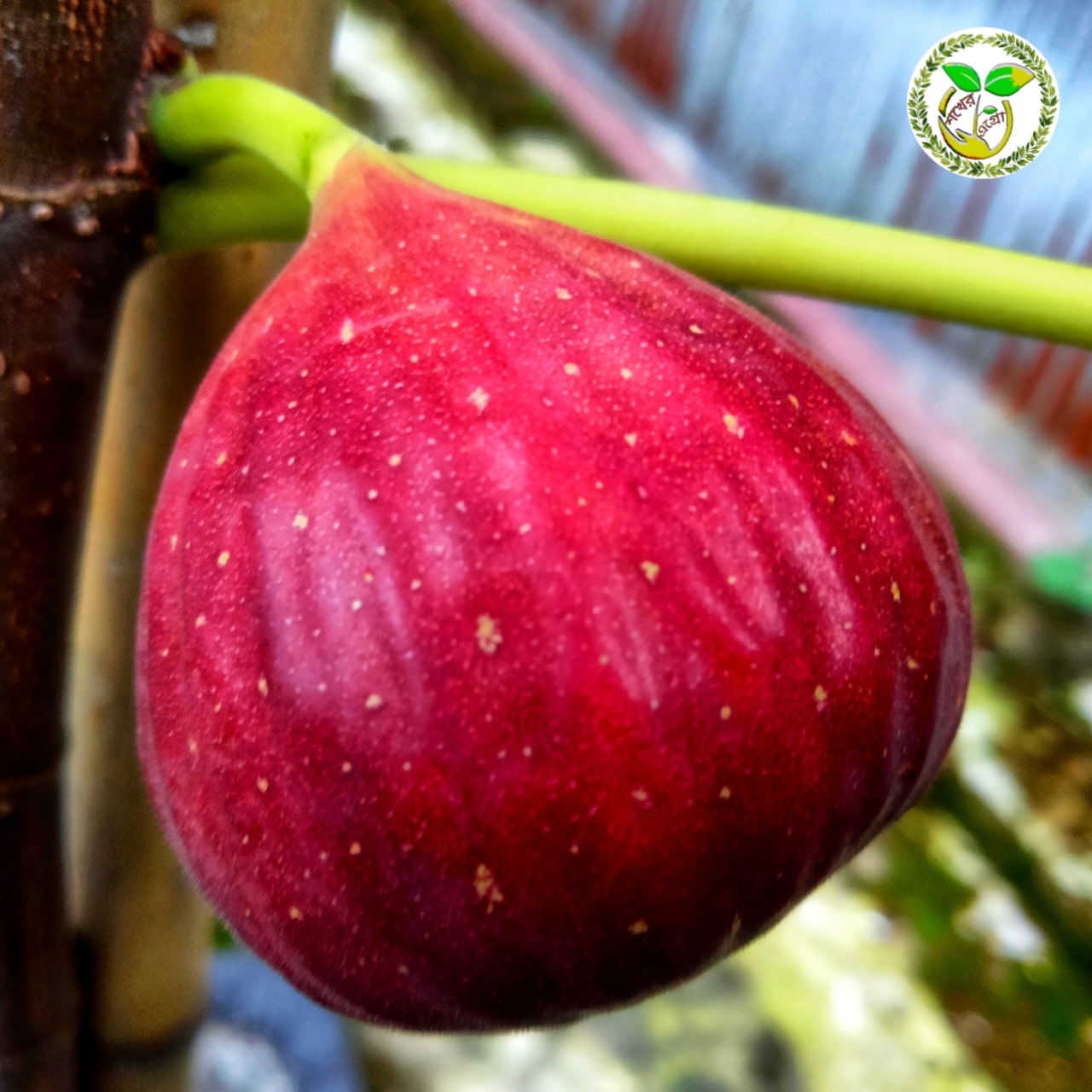 রেড প্যালেস্টাইন ডুমুর চারা বা Red Palestine Fig রেড প্যালেস্টাইন ডুমুর চারা বা Red Palestine Fig
