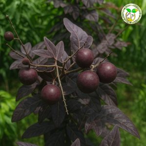 ব্ল্যাক ডায়মন্ড লংগান চারা / Black Diamond Longan