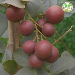 রেড ক্রিস্টাল লংগান চারা / Red Crystal Longan Tree