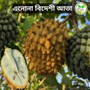 এনোনা ডুরিয়ান বারোমাসি আতা চারা বা Annona Durian fruit tree