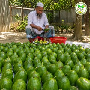 হুমাইরা এভোকাডো চারা বা Humayra Avocado tree or Humayra Avocado chara