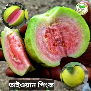 তাইওয়ান পিংক পেয়ারা চারা বা Taiwan Pink Guava tree or Taiwan Pink peyara chara