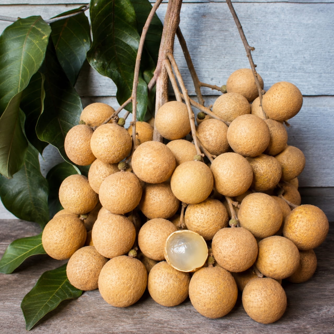 Chinese Longan চাইনিজ লংগান চারা বা Chinese Longan tree or Chinese Longan