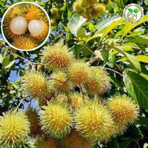 E-35 হলুদ রাম্বুটান চারা বা E-35 Yellow Rambutan Tree or হলুদ রাম্বুটান কলম চারা