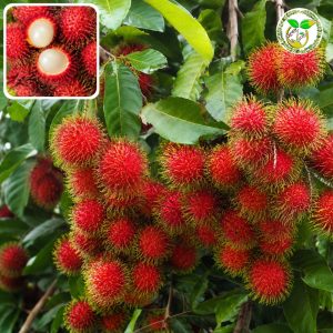 N-18 রাম্বুটান চারা বা N-18 Rumbutan tree or রাম্বুটান কলম চারা