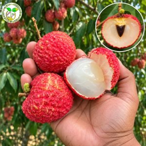 চাকাপাত লিচু চারা বা Chakapat Lychee Tree or Chakapat Litchi কলম চারা