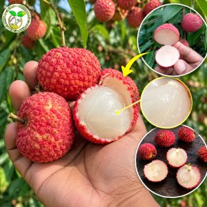 সিডলেস লিচু চারা বা Seedless Lychee Tree or Seedless Litchi কলম চারা