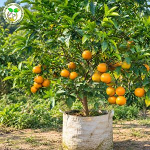 কাশ্মীরি কেনু কমলা চারা বা Kashmiri Kinnow Orange Tree or Kashmiri Kinnow কলম চারা