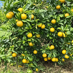 সিকি মোসাম্বি মাল্টার চারা | Siki Mosambi Malta Plant