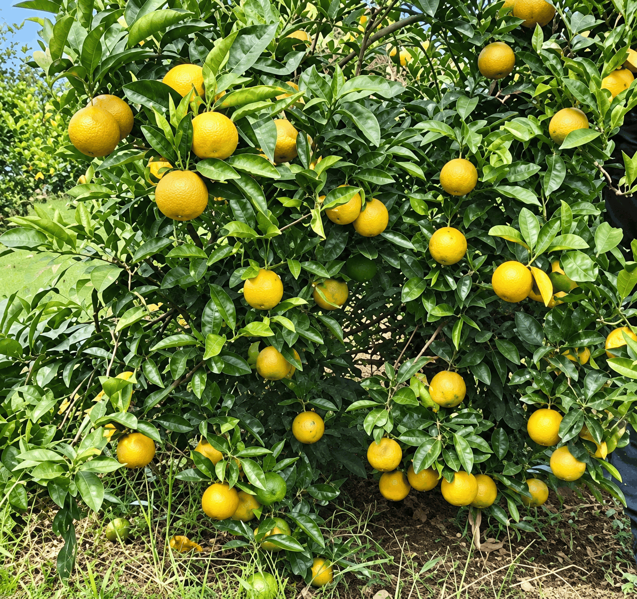 সিকি মোসাম্বি মাল্টার চারা | Siki Mosambi Malta Plant